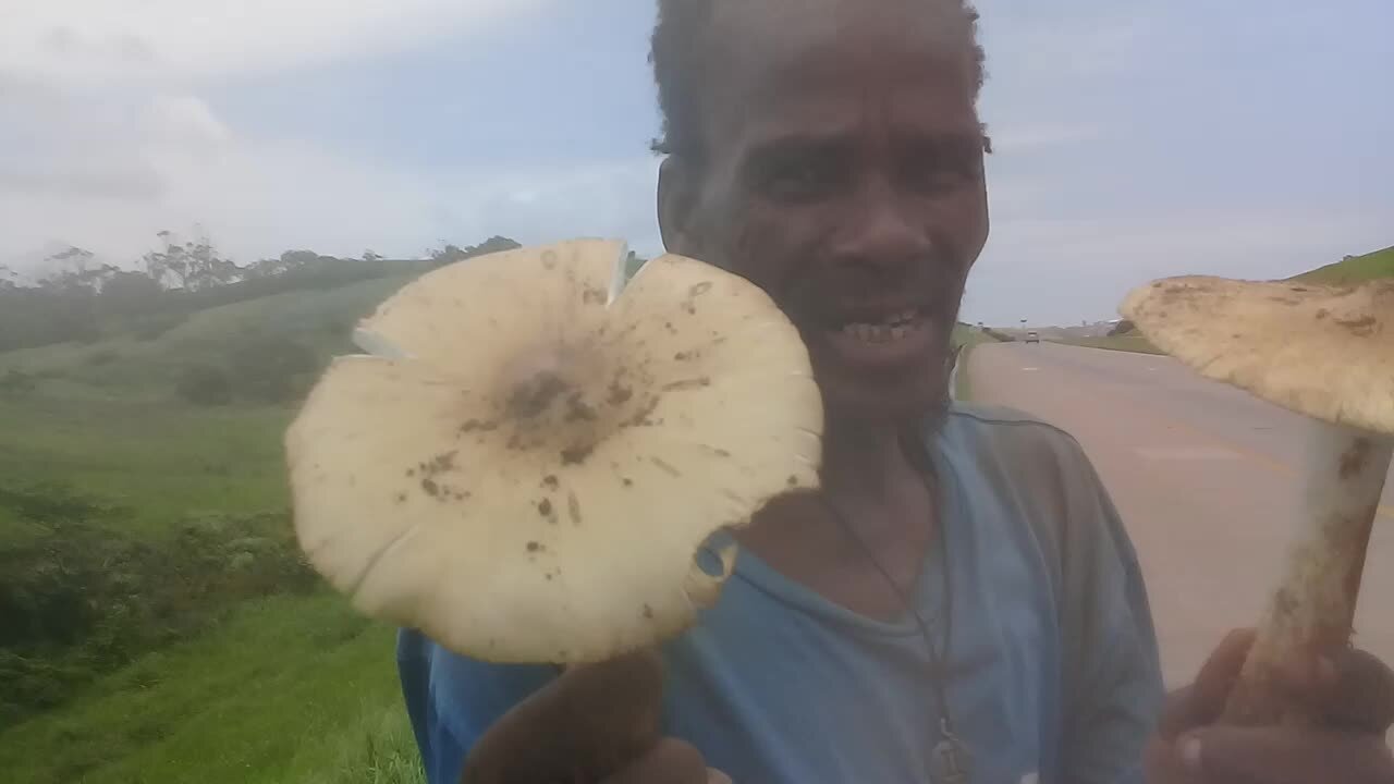 SOUTH AFRICA - Durban - Mushrooms for sale (Video) (PfS)