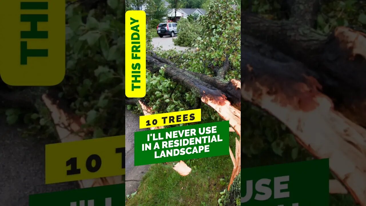 10 Trees to AVOID in your Residential Landscape | Coming Friday