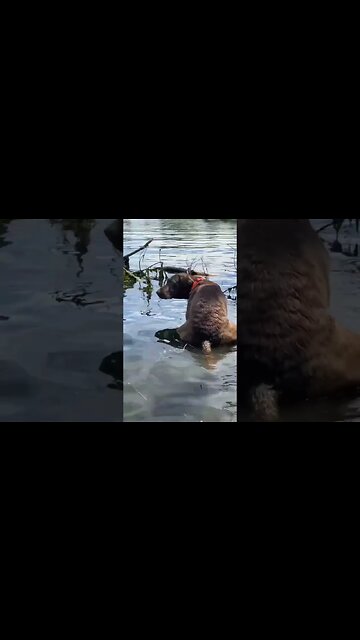 onilthegreat #shorts