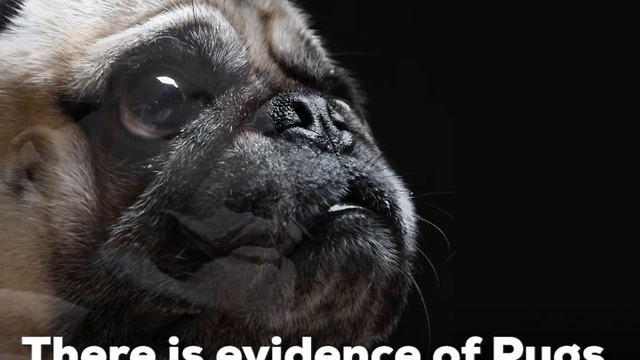 Pug Dogs Are One of the Oldest Breeds!