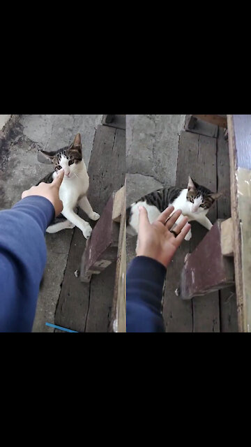 CATS will make you LAUGH YOUR HEAD OFF - Funny CAT/