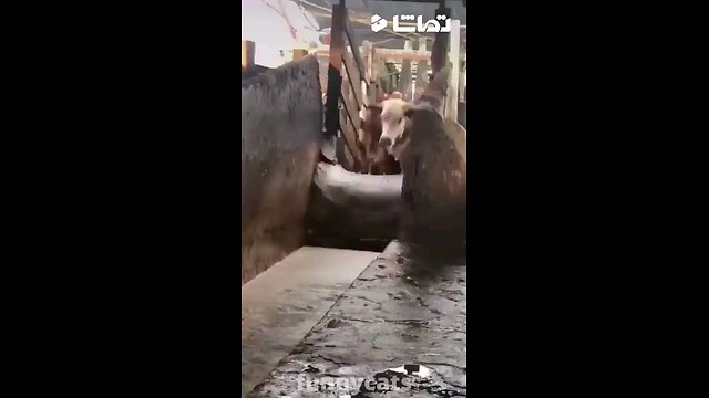 fun animals1