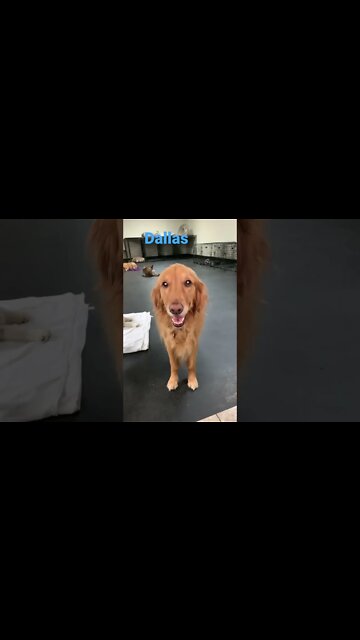 [Shorts 0144] DALLAS [#dogs #doggos #doggos #puppies #dogdaycare]