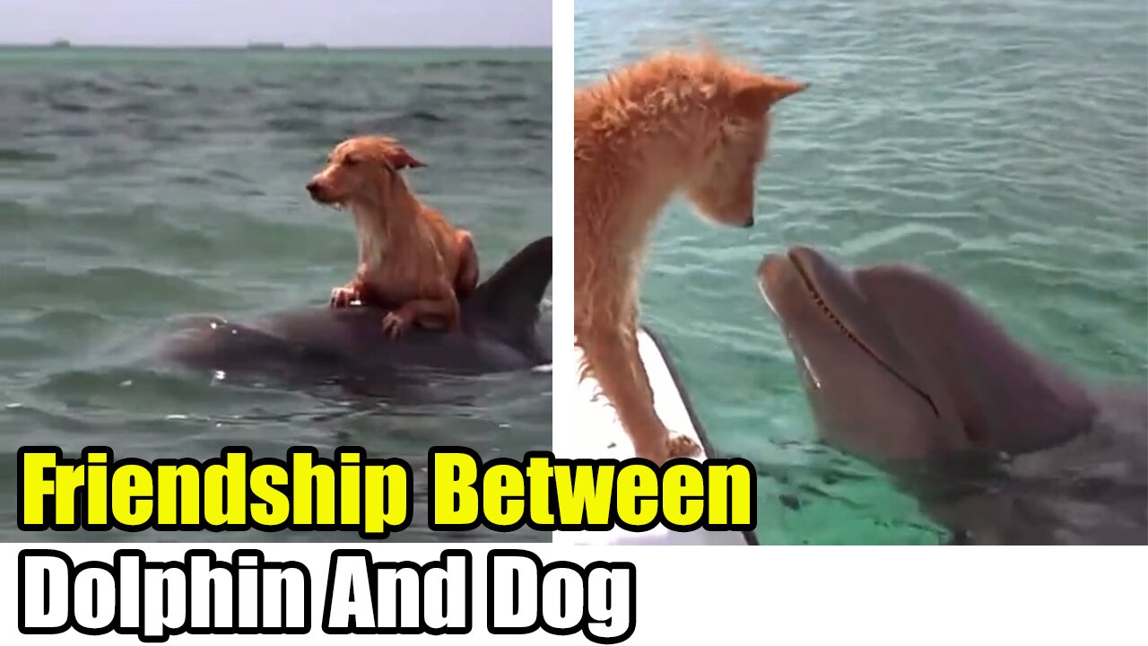 Funny Video - Friendship Between Dolphin And Dog