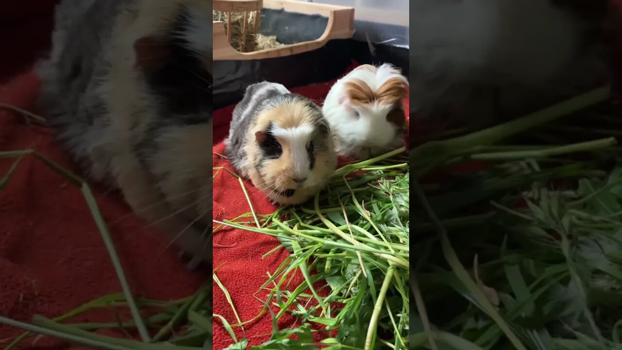 Guinea pigs love to eat fresh grass