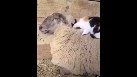 #shortscatsvideos #shorts cats videos#shortspetsvideos #shortspetsvideos #shortsanimalsvideos