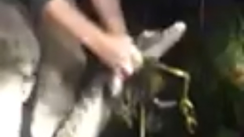 Guy wrestles alligator out of swamp