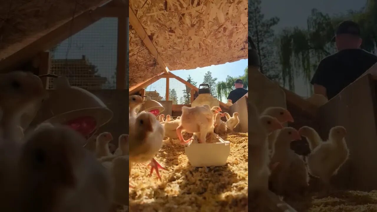 #chickens #shorts