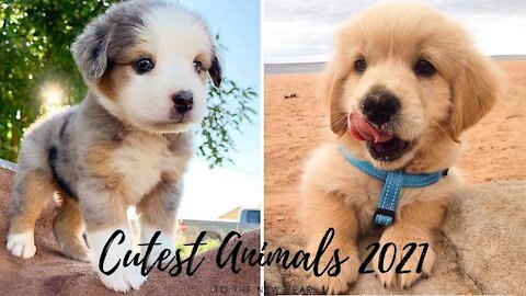 Cutest Puppies 🐶 Compilation Video 🎥 | Captured Funny 🤣things. 2021 New Puppies🐶🐶 Cutest animals...