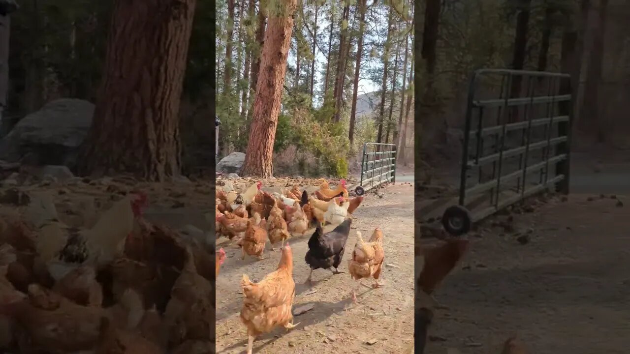 #chickens #shorts