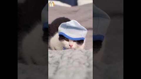 Cute Baby Cats lazy and Funny Cat Videos Compilation 2022.