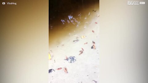 Un effrayante attaque de crocodile en Australie