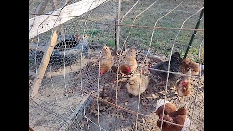 Chicken Playing in Leaves