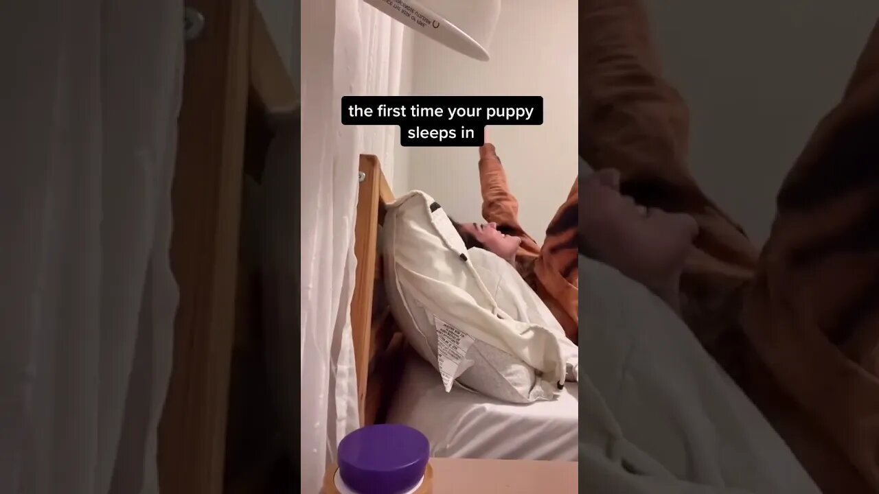 dogs, dogvideos, shorts, dogshorts, dog lovers, dogclips, dog 9