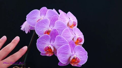 Orchid Care for Beginners