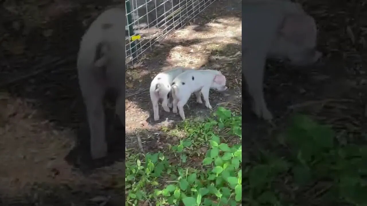 Piglets have arrived! #pig #piglet #piglets #shorts #gloucestershire