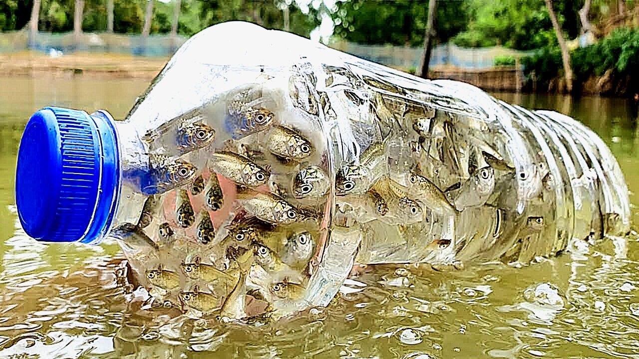 Plastic Bottle Wonder: Amazing Boys Ingenious Fish Trap Catches Big!