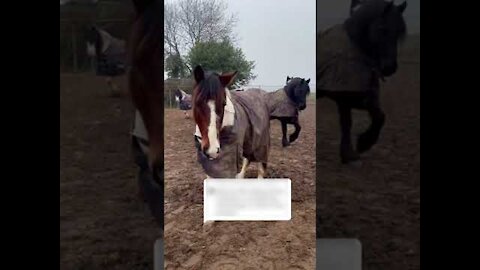 Horses Get Shocked As Women Pretending To Be Them Removes Her Mask