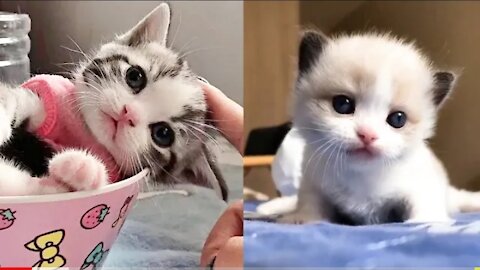 Baby Cats - Cute and Funny Cat Videos Compilation - 🤣🤣🤣