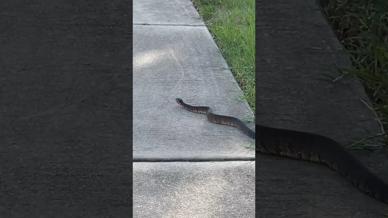 Boom it appears! Bonus snake videos keep coming this year! #snake #moccasins ? #venomoussnake ?