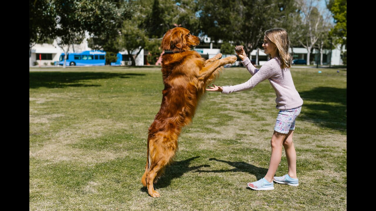 Cutest and Funniest Dog Playing