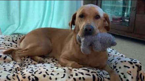 Labrador plays on owner's iPad