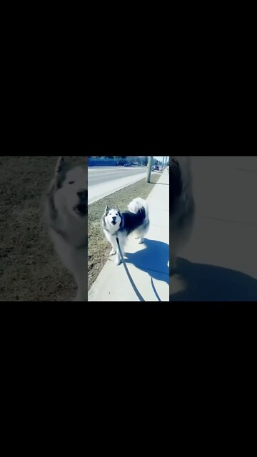 Just o o o 🤙#Shorts #ytshorts #UbertainmentFun #Dogs #Animals #Fun