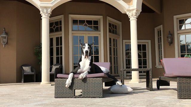 Max and Katie the Great Danes Enjoying Pool Time