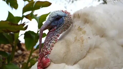 The Thanksgiving Piano Song