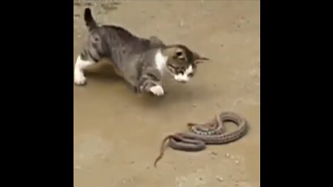 Cat vs Snake। Brave Cute Cat