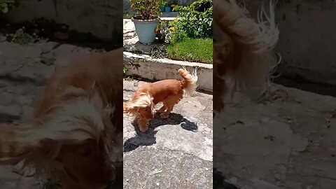 #dogshow , #animals , #dogs , #shorts