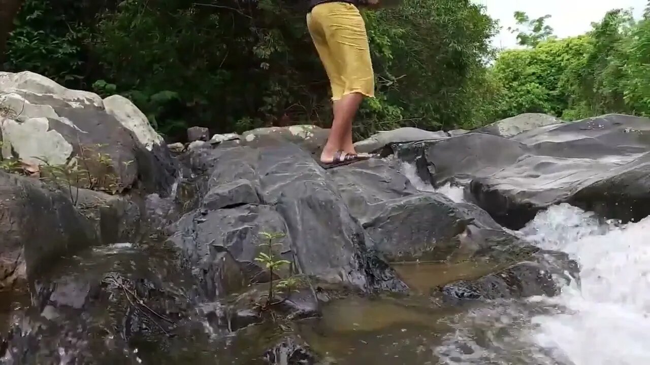 Found lots Swarm of Coconut worms for food in Jungle