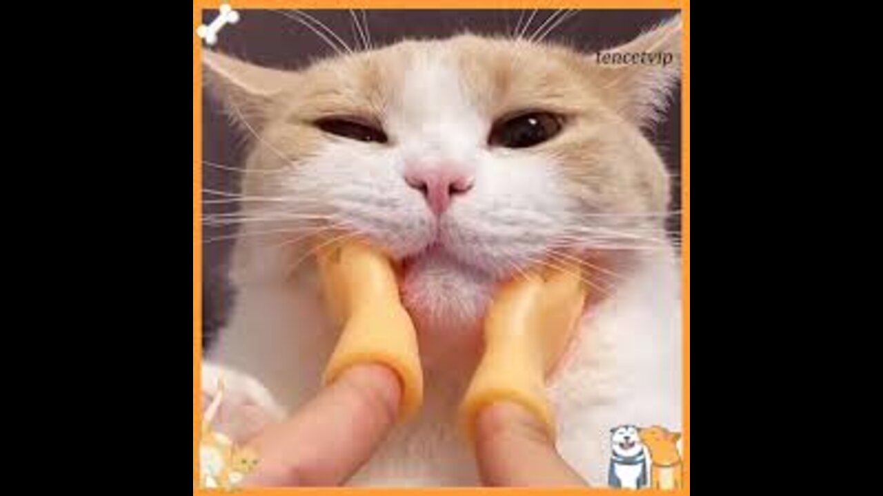 Funniest Cats 😹 - Don't try to hold back Laughter 😂 - Funny Cats Life (5)