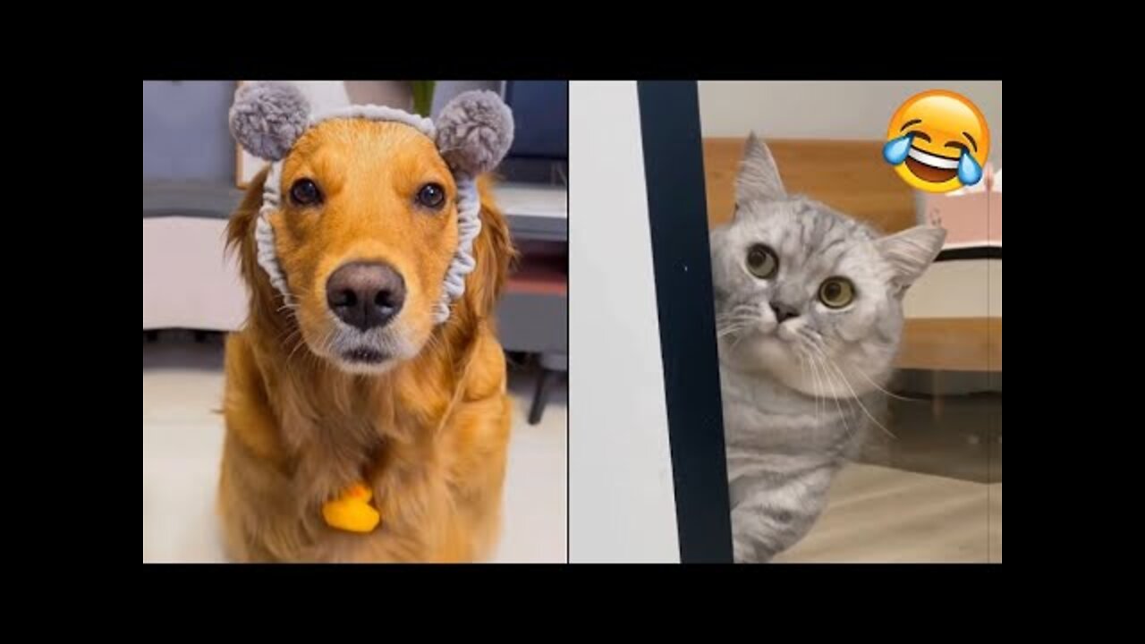 Funny Animal Videos 2022 - The Best Of The Best