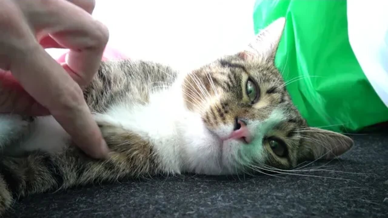 Lazy Kitten Purrs Softly