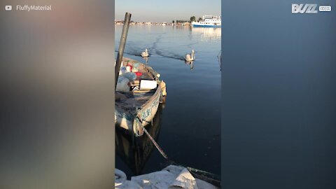 Un chat protège ses poissons de pélicans gourmands