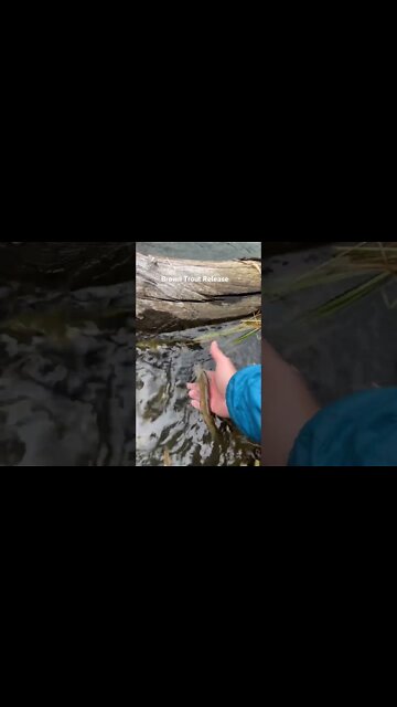 Brown Trout Release - Colorado Mountain Stream