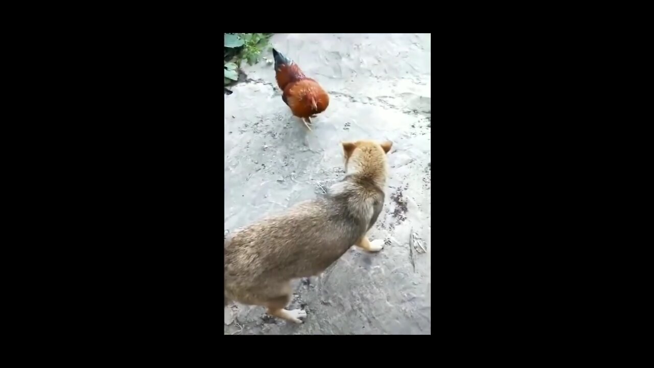 funny chicken against dog fight