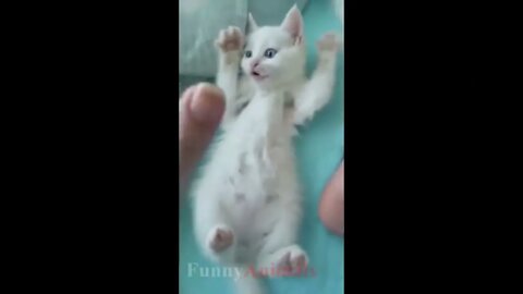 So many cute kittens videos compilation