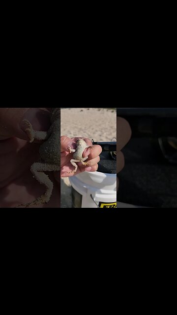 More Gray Treefrog Footage fun🥰