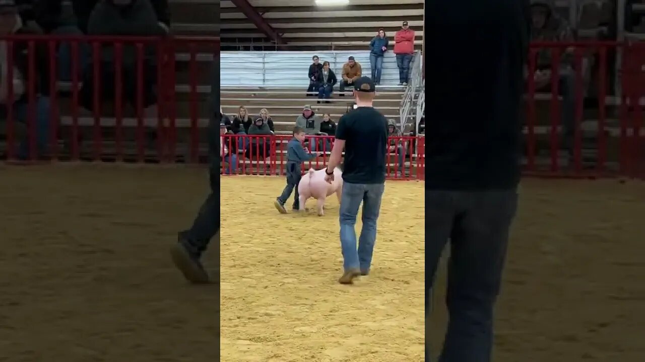 Lil man has showmanship skills that’s for sure Video By mattiekoonce #Shorts