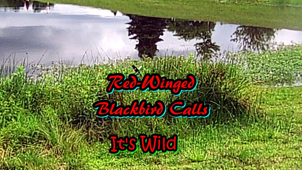 Red-Winged Blackbird Calls