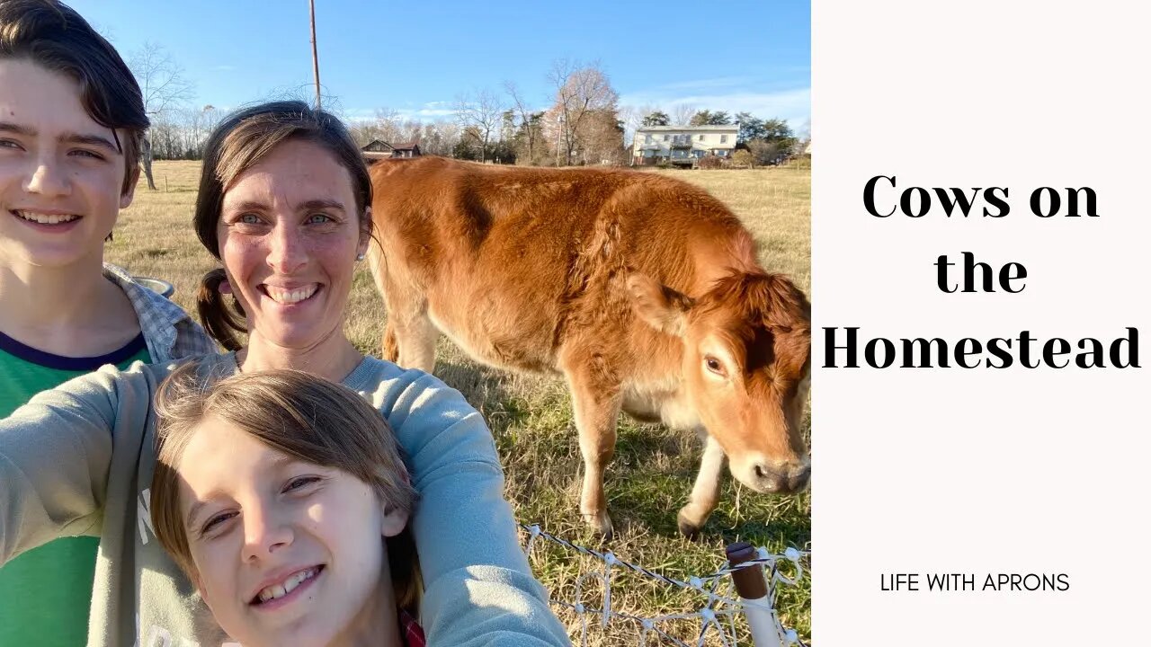 Cows on the homestead