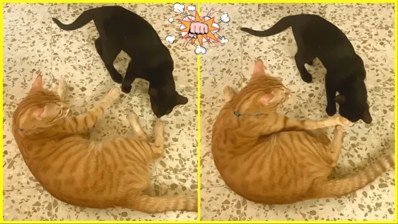 Cat Doesn’t Let Kitten Smell Paw - Epic Battle Ensues 😹