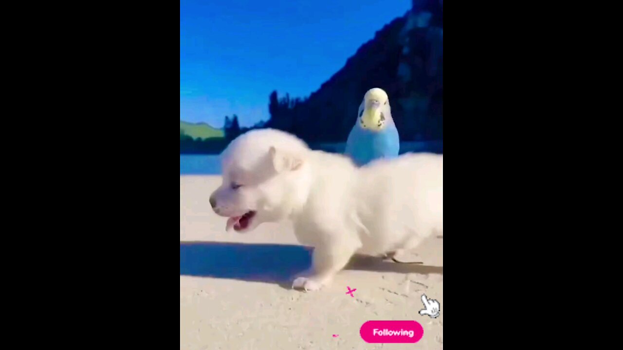 cute_#puppy_dog#and_#great_#friendship#of_#parrot_🐕🦜🥀