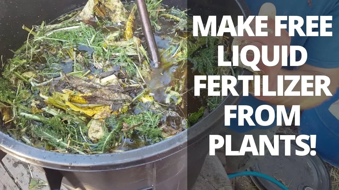 How to Make POWERFUL Liquid Plant FERTILIZER (Comfrey Tea)