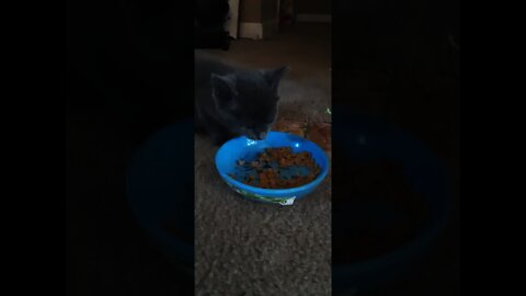 My cat Dina was eating our dogs food so had to give her the good stuff.