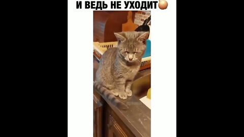 #приколы #мирослав #лебіга #капуста #гумор #блогер #українською #смішно #сміх #кіт #кітнепригай #1k