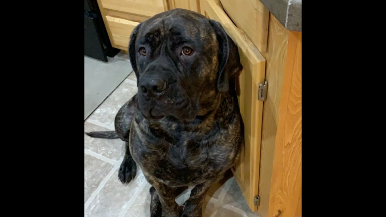 Mastiff Playing Both Parents!