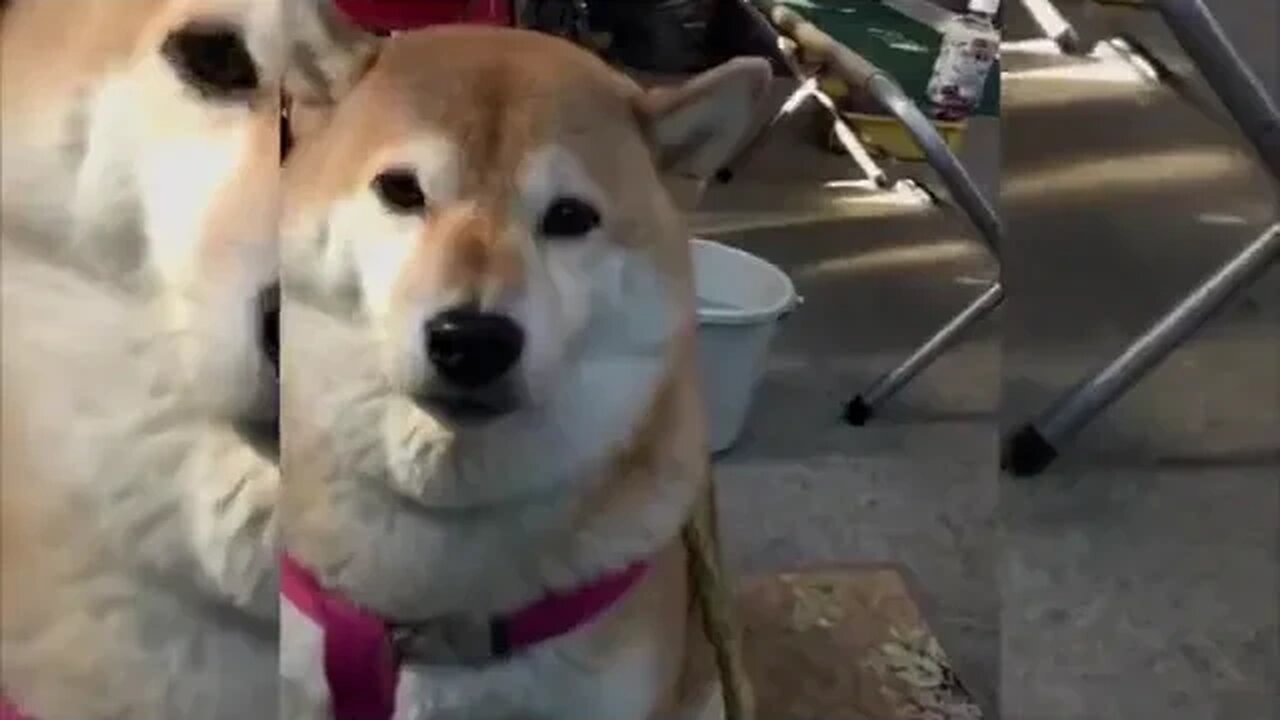 【犬】そんなに母が怖いのか 絶対服従する柴犬